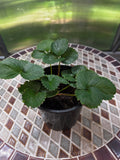 Organic Strawberry