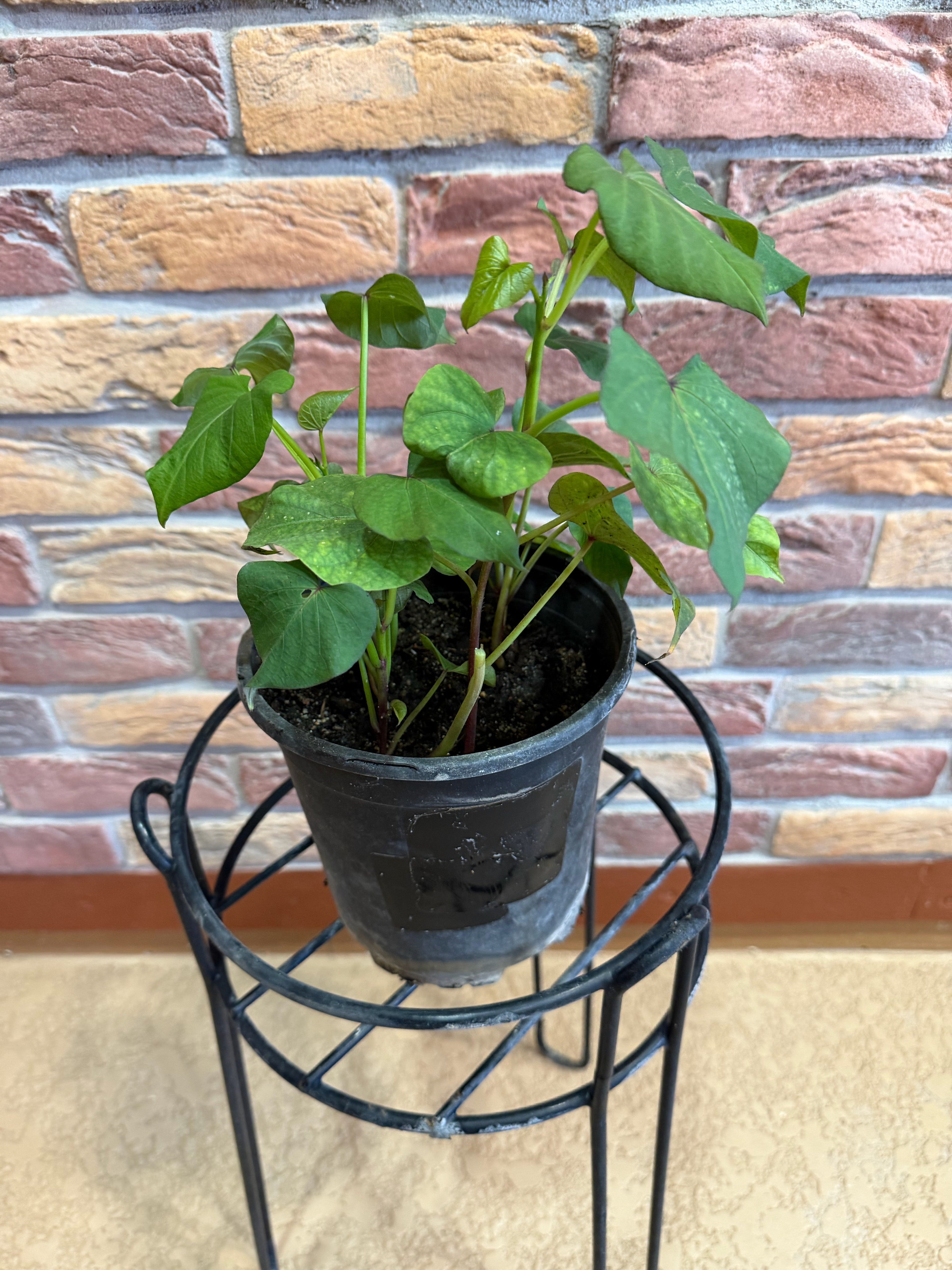 Sweet Potato