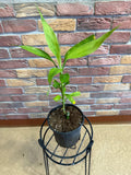 Ornamental Bamboo