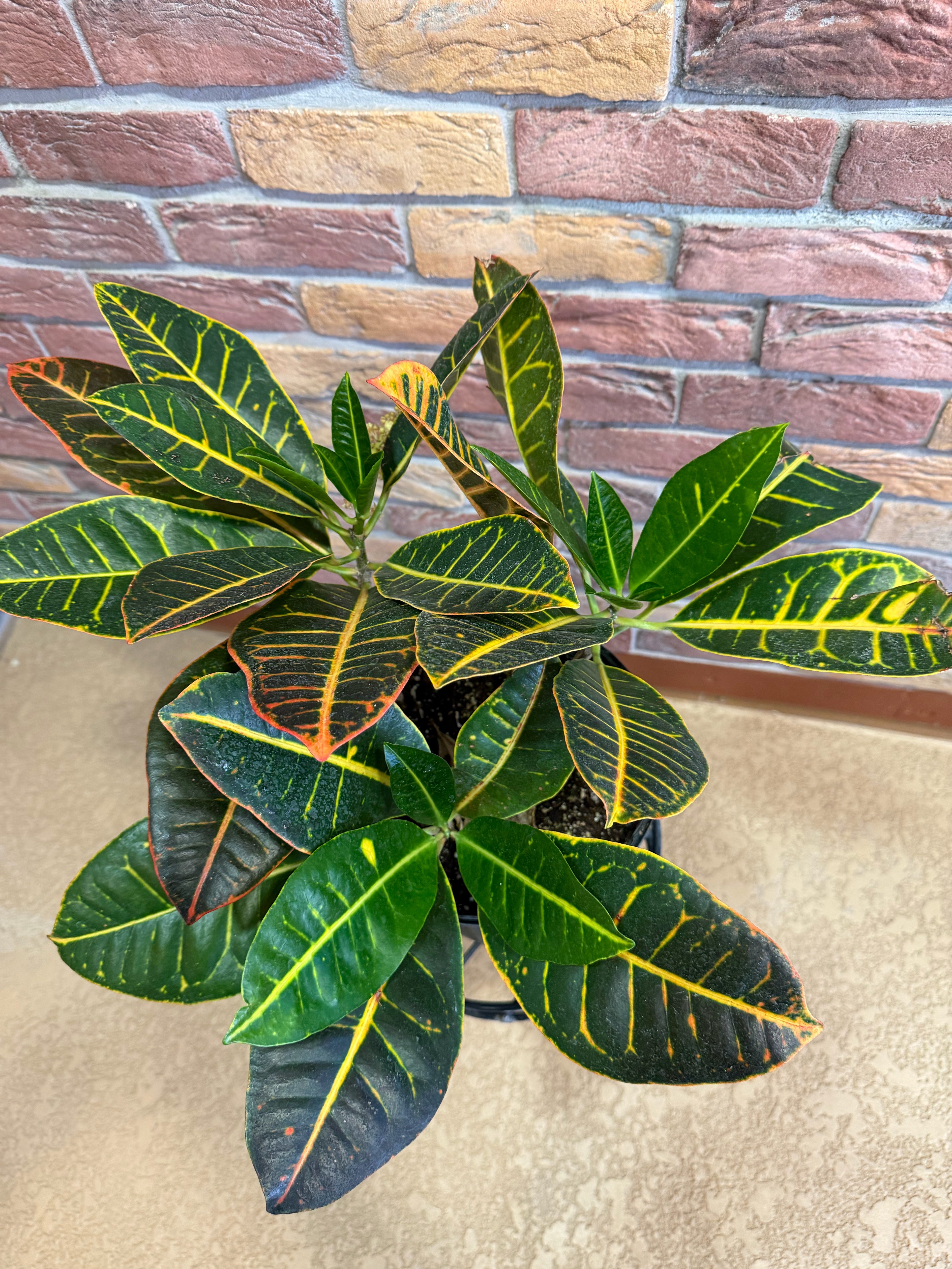 Croton Multi stem